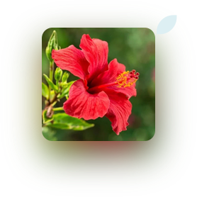 hibiscus