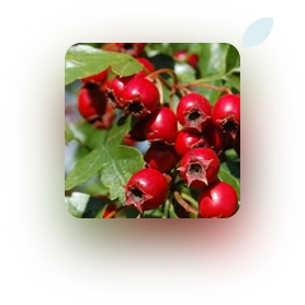 Hawthorne Berry