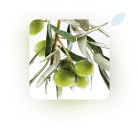 Olive Extract